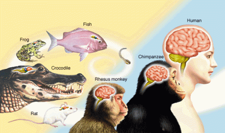 Human-animal-brain - New World : Artificial Intelligence