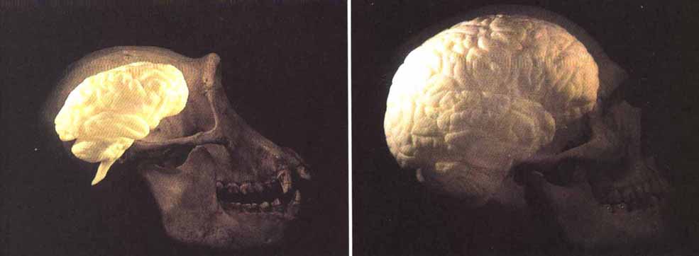 Мозг кита фото