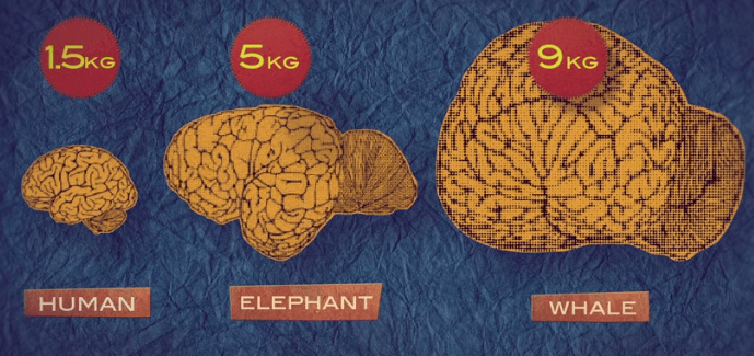 elephant-brain - New World : Artificial Intelligence